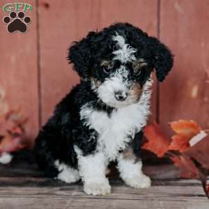 Gina, Mini Bernedoodle Puppy